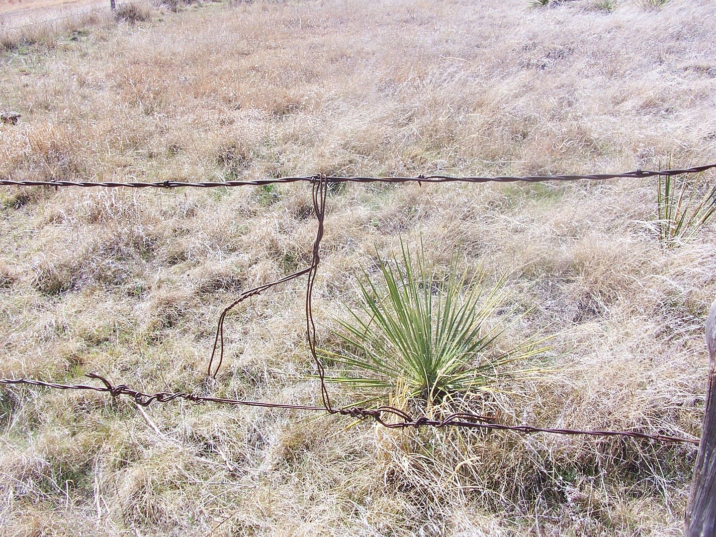 Cowgirl's Country Life How to fix a busted barbed wire fence with